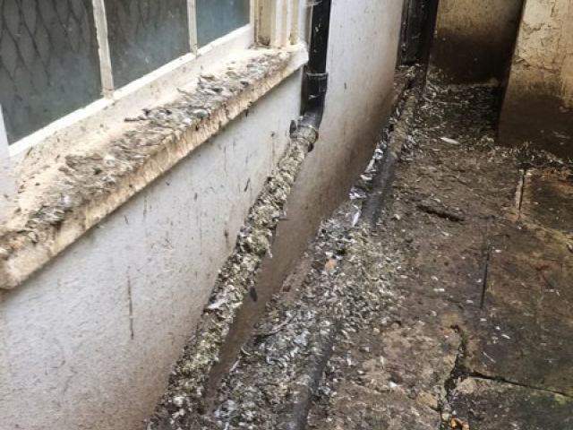 adur-pest-control (1)-kireth-ai